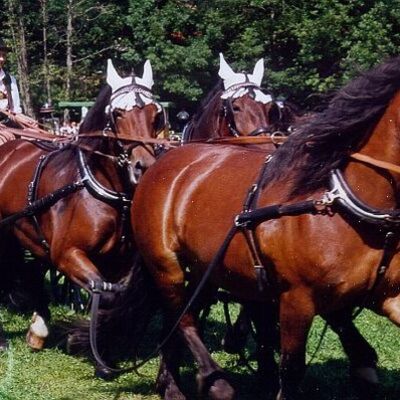 Bild vergr&ouml;&szlig;ern: Rosstag